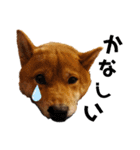 柴犬(うちのこ)（個別スタンプ：8）