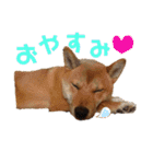 柴犬(うちのこ)（個別スタンプ：9）