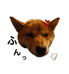 柴犬(うちのこ)（個別スタンプ：10）