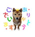 柴犬(うちのこ)（個別スタンプ：11）