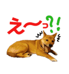 柴犬(うちのこ)（個別スタンプ：12）
