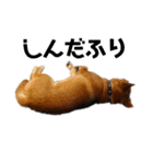 柴犬(うちのこ)（個別スタンプ：13）