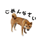 柴犬(うちのこ)（個別スタンプ：14）