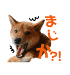 柴犬(うちのこ)（個別スタンプ：15）
