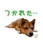 柴犬(うちのこ)（個別スタンプ：16）