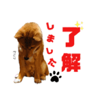 柴犬(うちのこ)（個別スタンプ：17）
