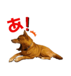 柴犬(うちのこ)（個別スタンプ：19）