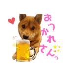 柴犬(うちのこ)（個別スタンプ：20）