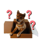 柴犬(うちのこ)（個別スタンプ：21）