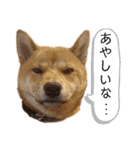 柴犬(うちのこ)（個別スタンプ：22）