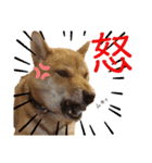 柴犬(うちのこ)（個別スタンプ：23）