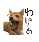 柴犬(うちのこ)（個別スタンプ：24）