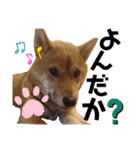 柴犬(うちのこ)（個別スタンプ：25）