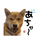 柴犬(うちのこ)（個別スタンプ：28）