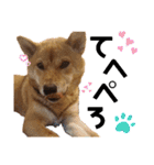 柴犬(うちのこ)（個別スタンプ：29）
