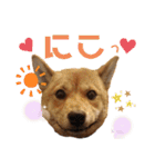 柴犬(うちのこ)（個別スタンプ：30）