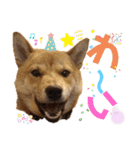 柴犬(うちのこ)（個別スタンプ：31）