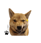 柴犬(うちのこ)（個別スタンプ：32）