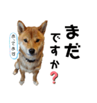 柴犬(うちのこ)（個別スタンプ：33）