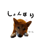 柴犬(うちのこ)（個別スタンプ：34）
