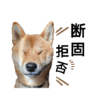 柴犬(うちのこ)（個別スタンプ：35）