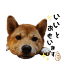 柴犬(うちのこ)（個別スタンプ：36）