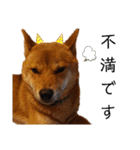柴犬(うちのこ)（個別スタンプ：37）