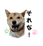 柴犬(うちのこ)（個別スタンプ：38）