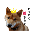 柴犬(うちのこ)（個別スタンプ：40）