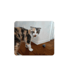 カーチェ（個別スタンプ：22）
