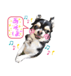 ロングコートチワワのまろちゃん♡（個別スタンプ：4）