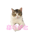 うちのネイサン（個別スタンプ：3）
