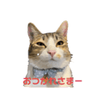 うちのネイサン（個別スタンプ：4）