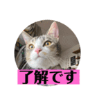 うちのネイサン（個別スタンプ：8）