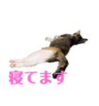 うちのネイサン（個別スタンプ：12）