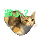 うちのネイサン（個別スタンプ：16）