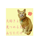 猫だって伝えたい事があるんだよ。（個別スタンプ：1）