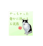 猫だって伝えたい事があるんだよ。（個別スタンプ：2）