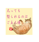 猫だって伝えたい事があるんだよ。（個別スタンプ：3）