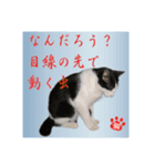 猫だって伝えたい事があるんだよ。（個別スタンプ：4）