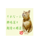 猫だって伝えたい事があるんだよ。（個別スタンプ：5）