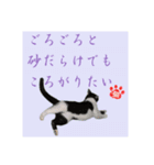 猫だって伝えたい事があるんだよ。（個別スタンプ：6）