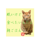 猫だって伝えたい事があるんだよ。（個別スタンプ：7）