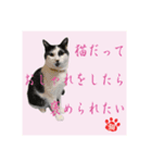 猫だって伝えたい事があるんだよ。（個別スタンプ：8）