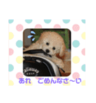 白プードル黒プードル親子（個別スタンプ：2）