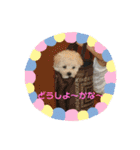 白プードル黒プードル親子（個別スタンプ：4）