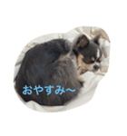 プリンセスチワワ2（個別スタンプ：14）