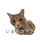 わんにゃんスタンプ〜日常〜（個別スタンプ：5）