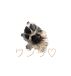 わんにゃんスタンプ〜日常〜（個別スタンプ：7）