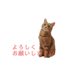 わんにゃんスタンプ〜日常〜（個別スタンプ：10）